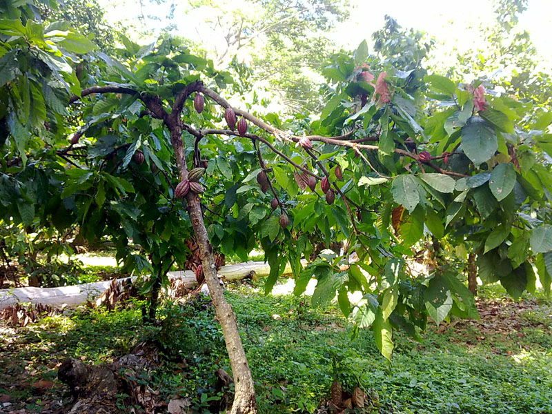 выращивание какао